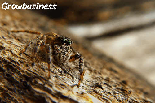 The Very Busy Spider