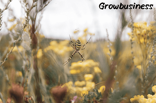The Very Busy Spider