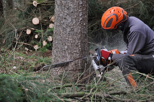 Tree Trimming Business Failed