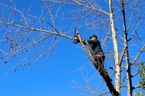 Tree Trimming Business Failed